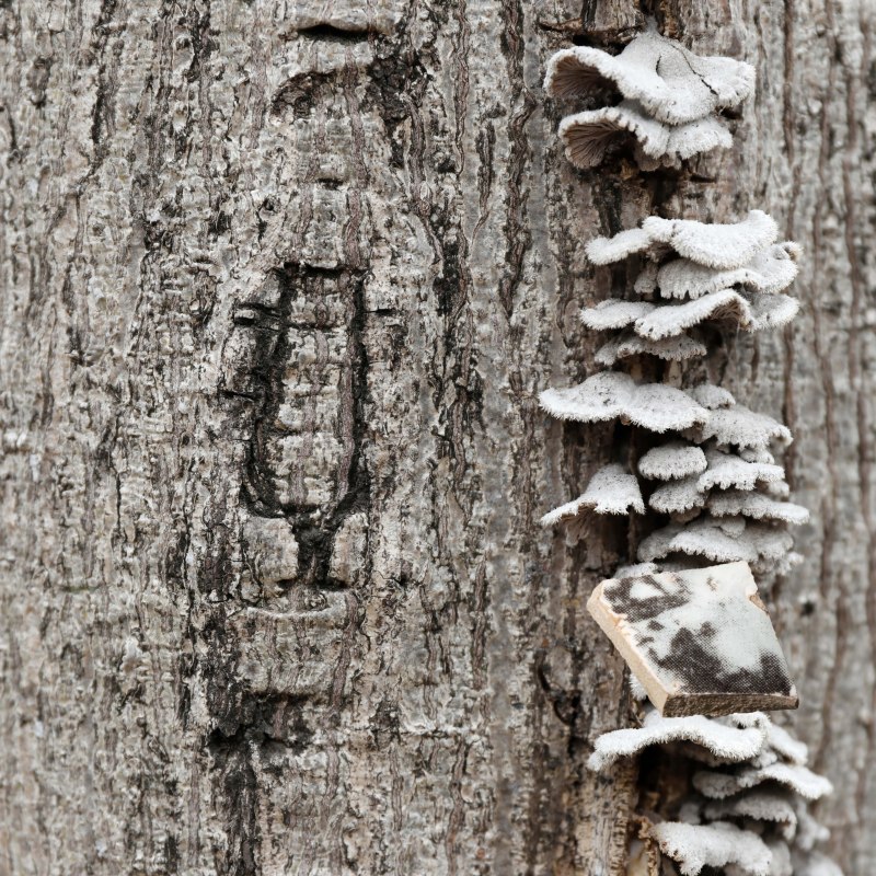 汤婧怡 Lakshmi Tang