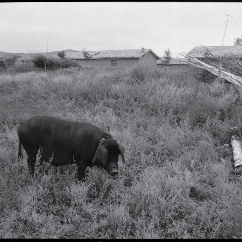 《村外黑色的猪，河北》 Black Pig Outside the Village, Hebei 1997