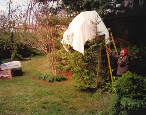 Angela West, My 33rd Spring (Mama), 2003