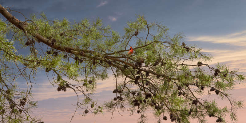 Untitled, Sovereign Tree (cardinals branches), 2009
