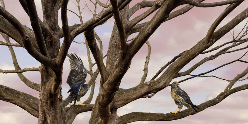 Untitled, Sovereign Tree (eagle branches with clouds), 2009