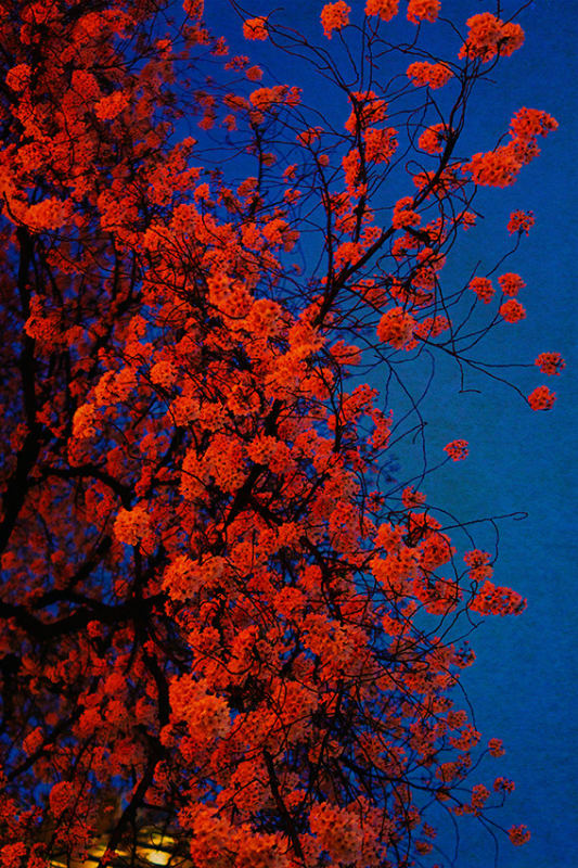 Albarrán Cabrera, The Mouth of Krishna #60133, 2015