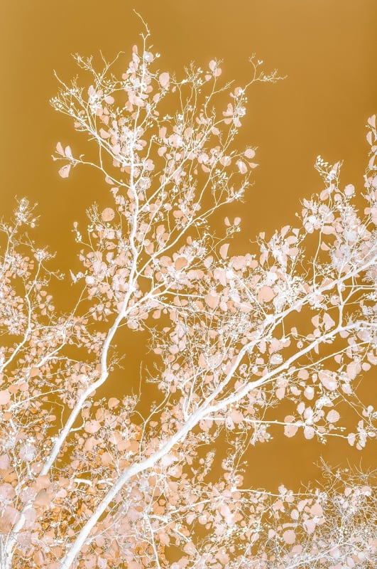 Danielle Kwaaitaal, Silverlining - Champagne Gold, 2026