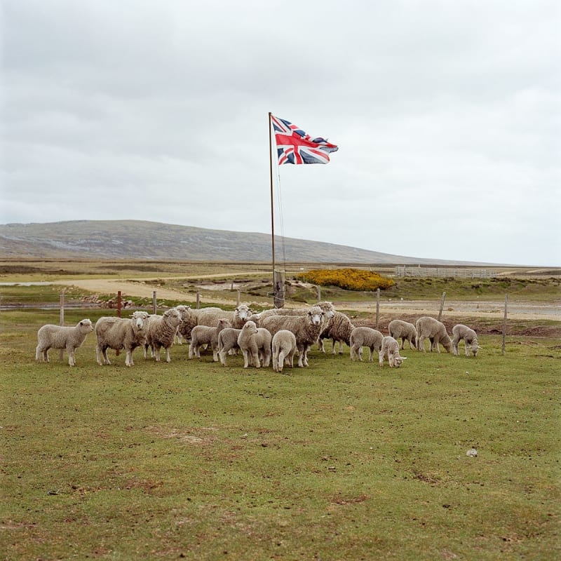 Jon Tonks, A Gather of Sheep, Long Island Farm, from Empire, 2014