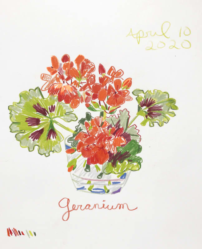 Geranium, April 10, 2020 Color pencil on Arches paper 12 1/8 x 10 1/4 in (30.8 x 26 cm) Lily Stockman