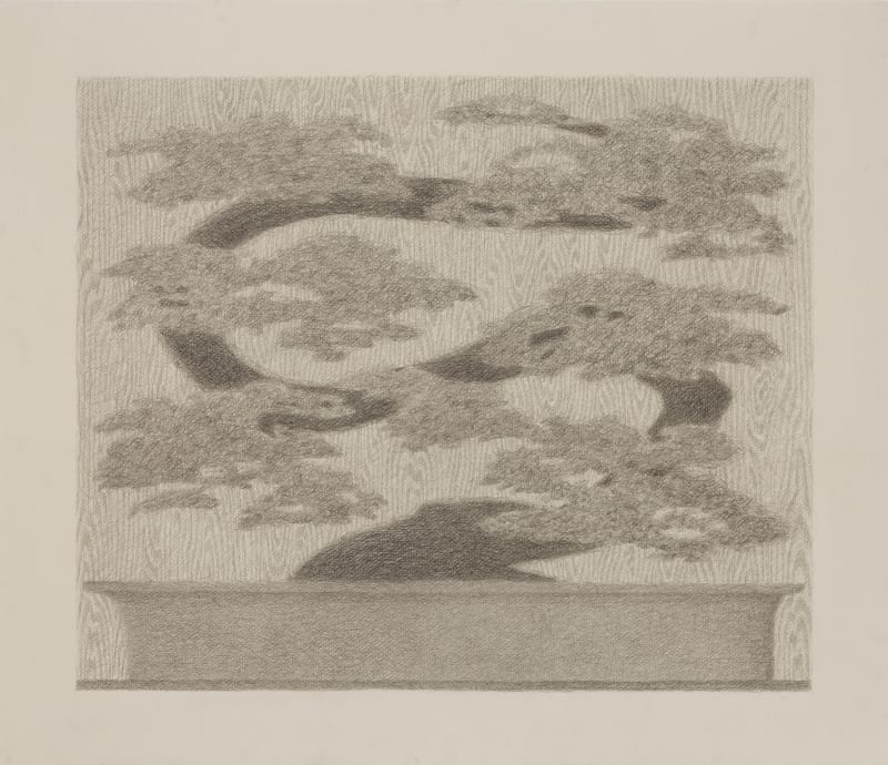 Johnny Izatt-Lowry A Bonsai, 2021 pencil on paper 50 x 58 cm
