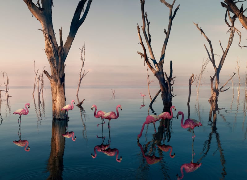 Dean West & Nathan Sawaya, Chilean Flamingo, 2019