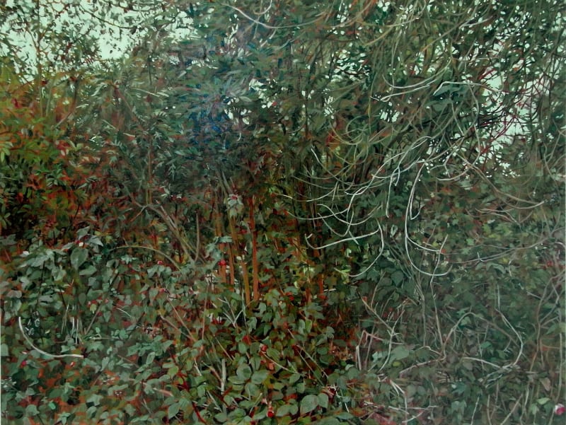 Johanna St. Clair Abutilon, 2008 oil on panel