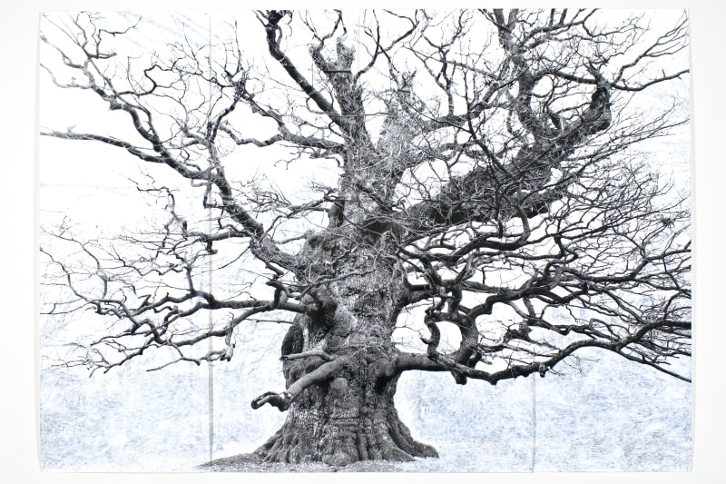 TACITA DEAN, Majesty, 2006