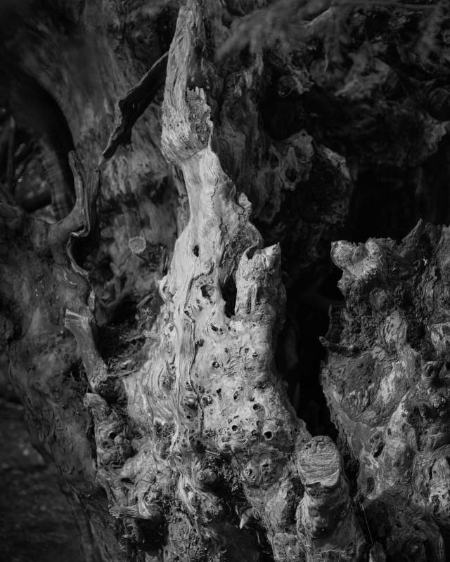 Ana Zibelnik, Tisa v Ankerwyckeju / Ankerwycke Yew, 2021