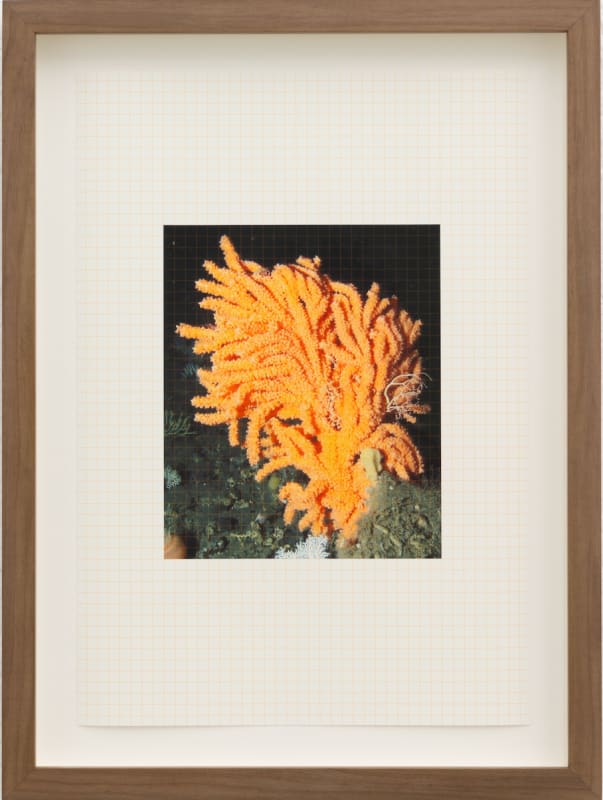 Anna Júlía Fridbjörnsdóttir 35.5 x 26.5 cm