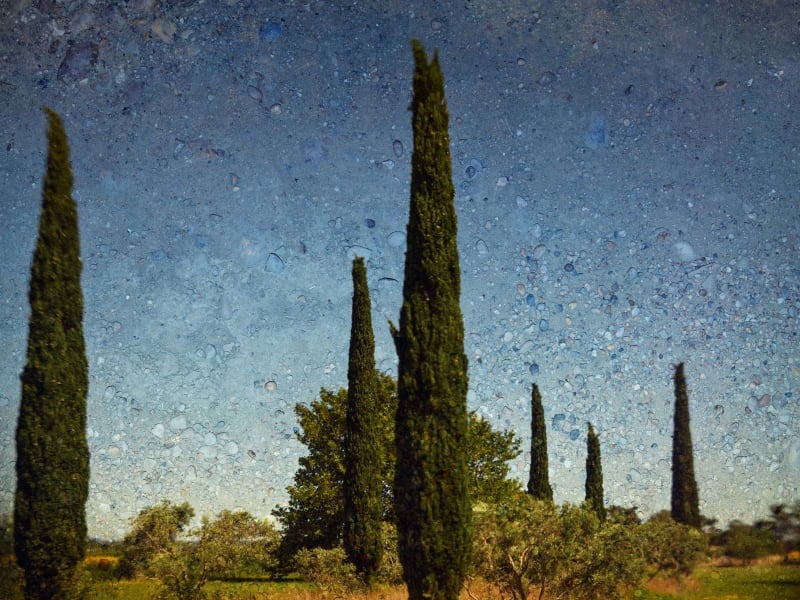 Abelardo Morell, Tent Camera Image, Six Cypresses, Near Arles, 2022