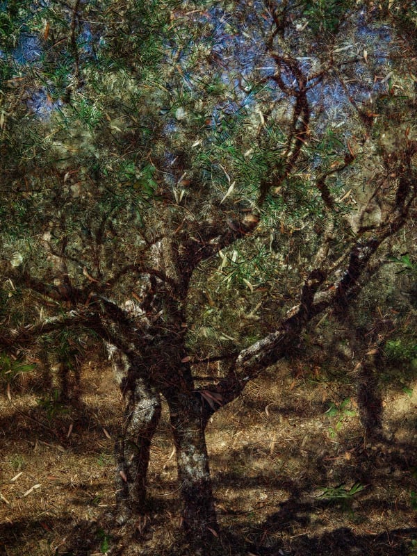 Abelardo Morell, Tent-Camera Image on Ground: Olive Tree #2, St-Remy de Provence, France, 2022