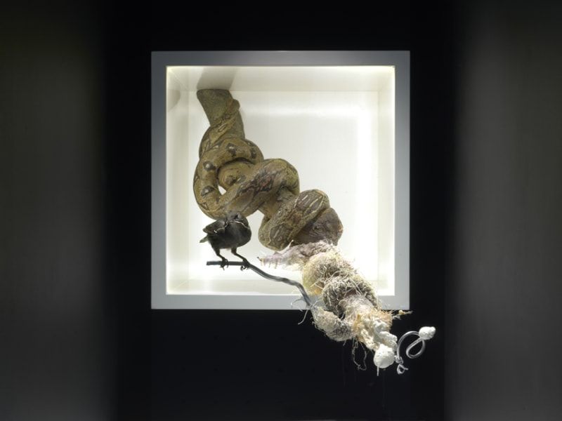 Polly Morgan Come The End, 2014 fibreglass, foam, aluminium wire, taxidermy reticulation python, taxidermy starling, wood, box, led lighting, cotton, paper pulp, plaster, clay, glass and LED lights 58 x 48 x 75 cm, 22.8 x 18.9 x 29.5 in