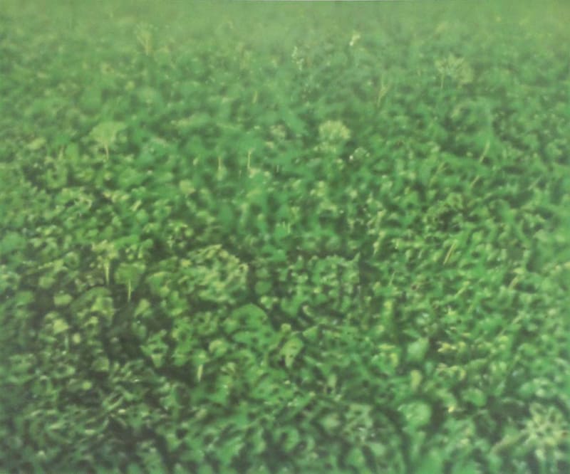 Melanie Smith, Fordlandia X, 2014