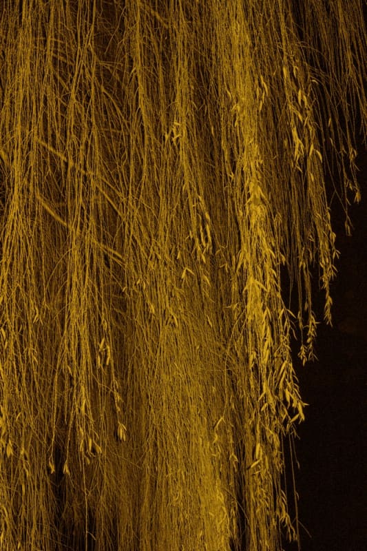 Paul Cupido, Universal Everything, 2022