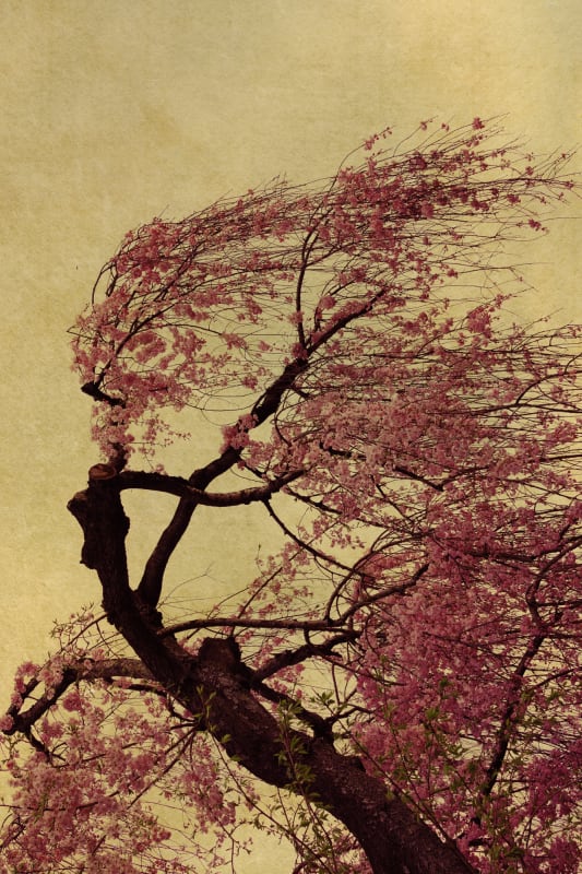 Albarrán Cabrera The Mouth of Krishna, #271, Japan, 2015 Pigments, gampi paper and gold leaf. 25 x 17 cm Edition of 20 plus 2 artist's proofs From the series: The Mouth of Krishna Signed, titled, dated and numbered in pencil on the verso