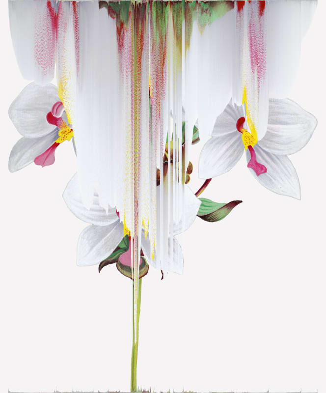 Andrea Wolf Agrostophyllum Philippinense, var. 021, 2020 Botanical illustration digitally manipulated with pixel-sorting algorithm, Fine Art print on Hahnemüle German Etching 310 gr paper 80 x 66.5 cm Edition of 3 plus 1 artist's proof