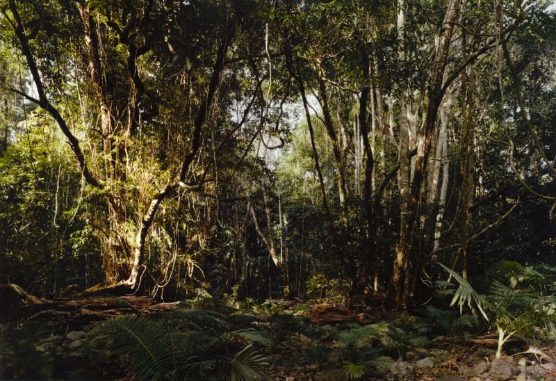 Thomas Struth: New Pictures from Paradise 3 November - 31 December 1999