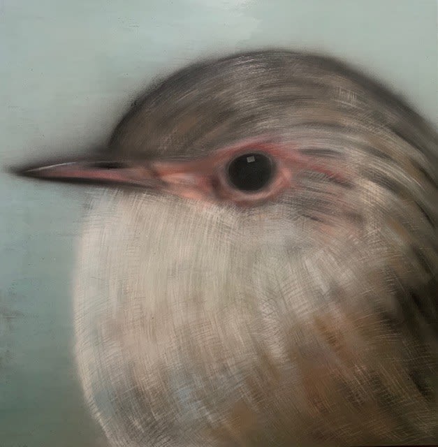 James Money Chubby Wren, 2021 Mixed media on board 122 x 122 cm