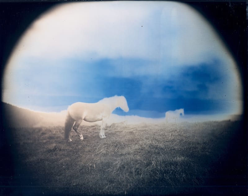 Takashi Arai Horses No.1, Arakawa, Tono, 25 September 2023 Unique Daguerreotype 20 x 25 cm / 8 x 10 in (image) 61 x 51 cm / 24 x 20 in (framed)
