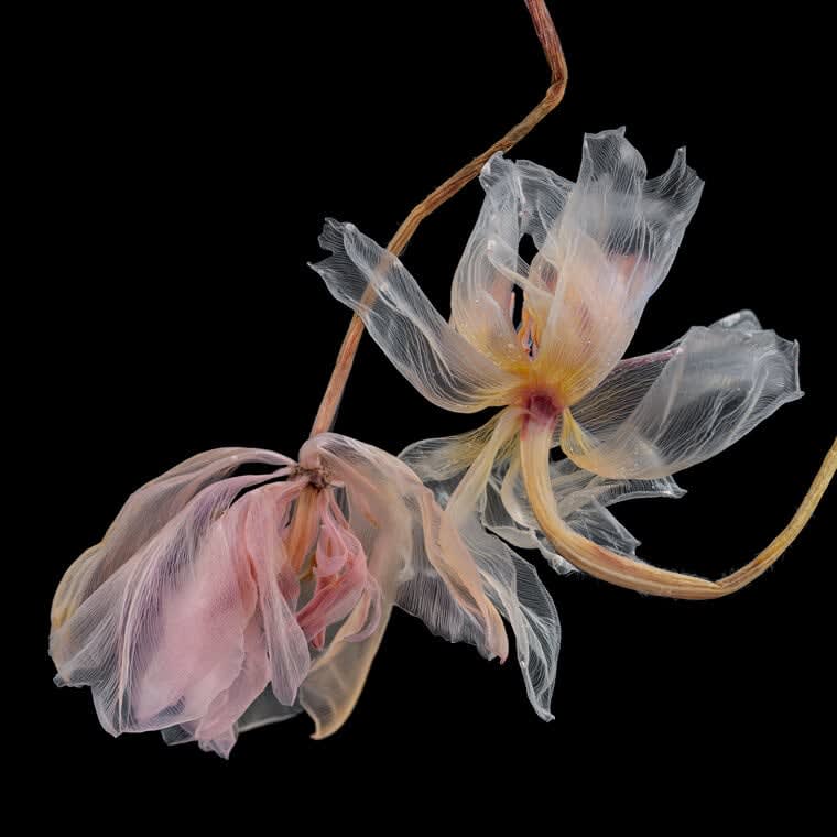 Kathrin Linkersdorff From the Series Fairies, I/5, 2020 Archival pigment print Edition of 3 + 2 APs 153 x 153 cm / 59 x 59 in Edition of 5 + 2 APs 80 x 80 cm / 31.5 x 31.5 in Edition of 8 + 2 APs 35 x 35 cm / 13.8 x 13.8 in