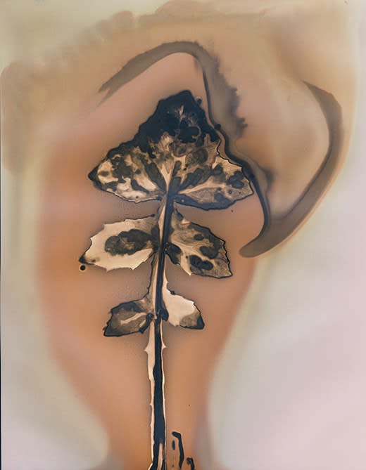 Anaïs Tondeur, Sonchus oleraceus, Giugliano I, Industrial area former landfill Resit, 2024 - 2025