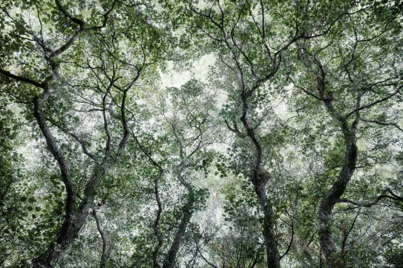 Santeri Tuori Forest 49, 2022 Pigment Print 153 x 223 cm / 60.3 x 87.8 in Edition of 6 + 2APs 78.5 x 112 cm / 31 x 44 in Edition of 6 + 2APs