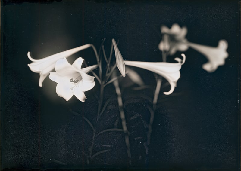 Takashi Arai Osaka Lilies, No.2, 2018 Unique Daguerreotype 12.7 x 17.8 cm / 5 x 7 in