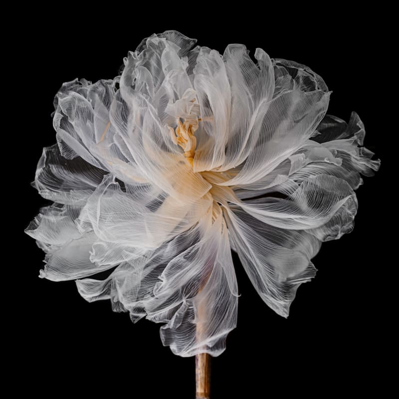 Kathrin Linkersdorff, From the series Fairies, I/9, 2025