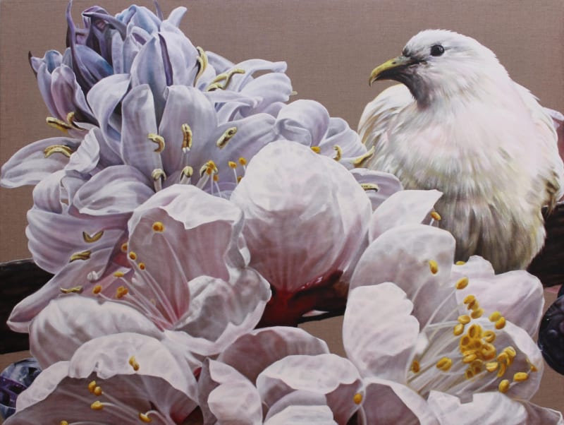 Anne Middleton The Gentle Messenger: Pied Imperial Pigeon, 2015 oil on Belgian linen 96 x 126 cm 37 3/4 x 49 5/8 in