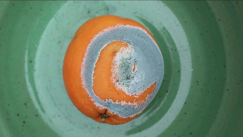 Nik Ramage, Trick of the Light, 2024