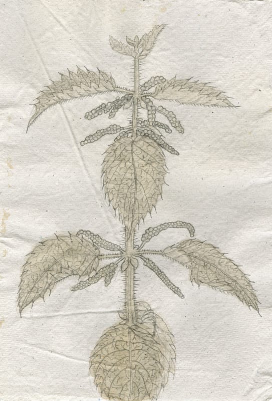 Kirsty E. MacDonald, Stinging Nettle (Urtica Dioica), 2025