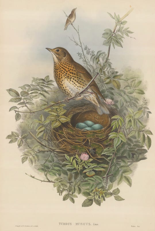 John Gould, Thrush - Song Thrush , 1873 c.