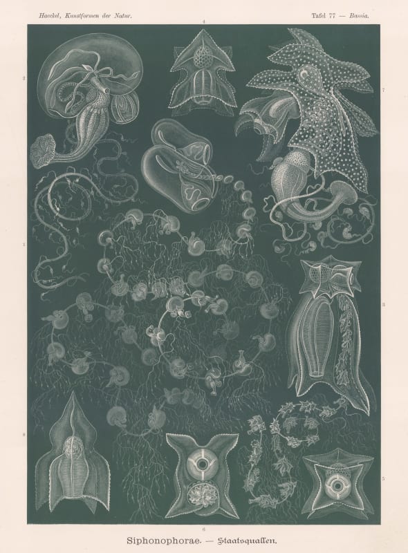 Ernst Haeckel, Jellyfish, 1904