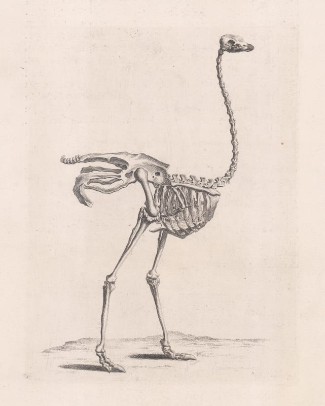 William Cheselden, Animal Anatomy - Ostrich, 1733