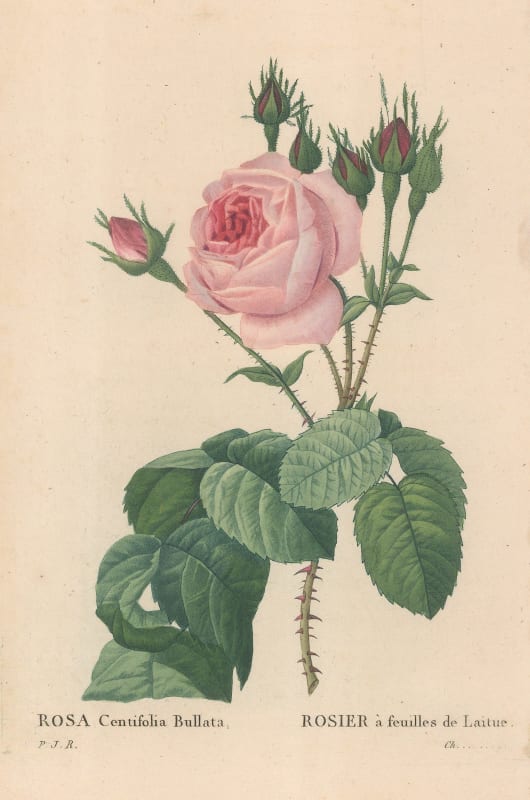 Pierre-Joseph Redoute, Rose - Lettuce Rose, 1824