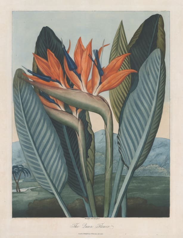 Dr. Robert Thornton, Bird of Paradise - Queen Flower, 1812