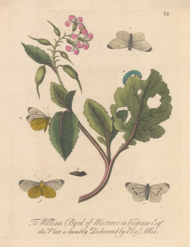 Eleazar Albin, Butterflies - White mock butterfly and caterpillar, 1749