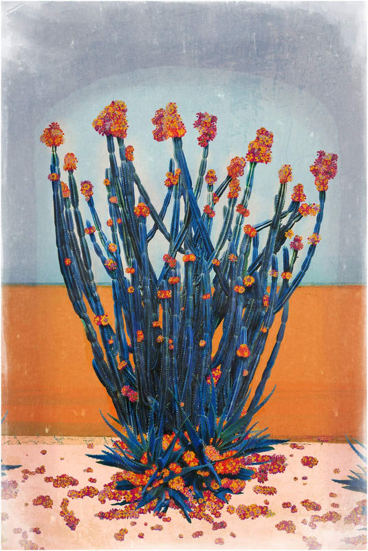 Nadia Attura Cactus Wall Framed photographic giclée print with archival pigment inks. 100x70cm paper size Framed 110x80cm Edition of 10