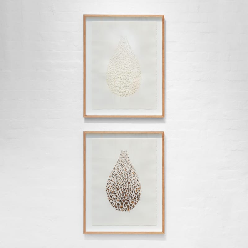 Shona Wilson, Receding / Seedling, seedpods and seeds on paper, 86 x 66 cm (framed)