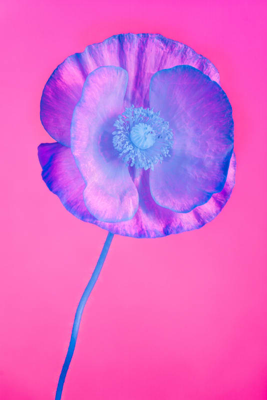 Kate Ballis Infrabotanica Papaver Rhoeas (ed. of 8), archival inkjet print on cotton rag paper, 153 x 103 cm (framed)