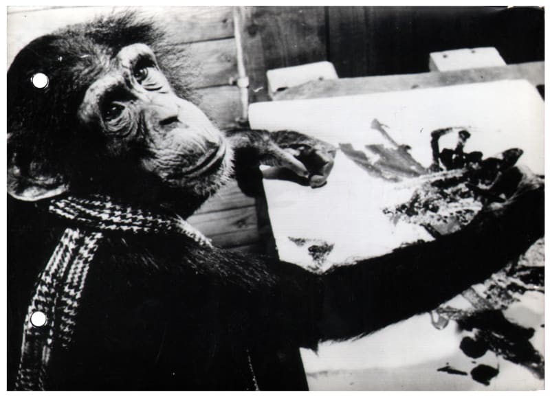 Black and white photograph of chimpanzee wearing a scarf, looking at the camera while painting