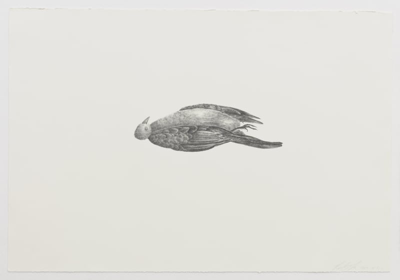 Graphite rendering of a dead bird lying on its back