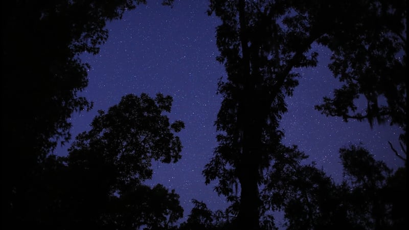 Southern Cultures | Center the Landscape: Celestine in Conversation