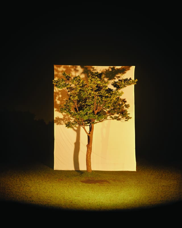 Myoung Ho Lee, Tree #4, 2005
