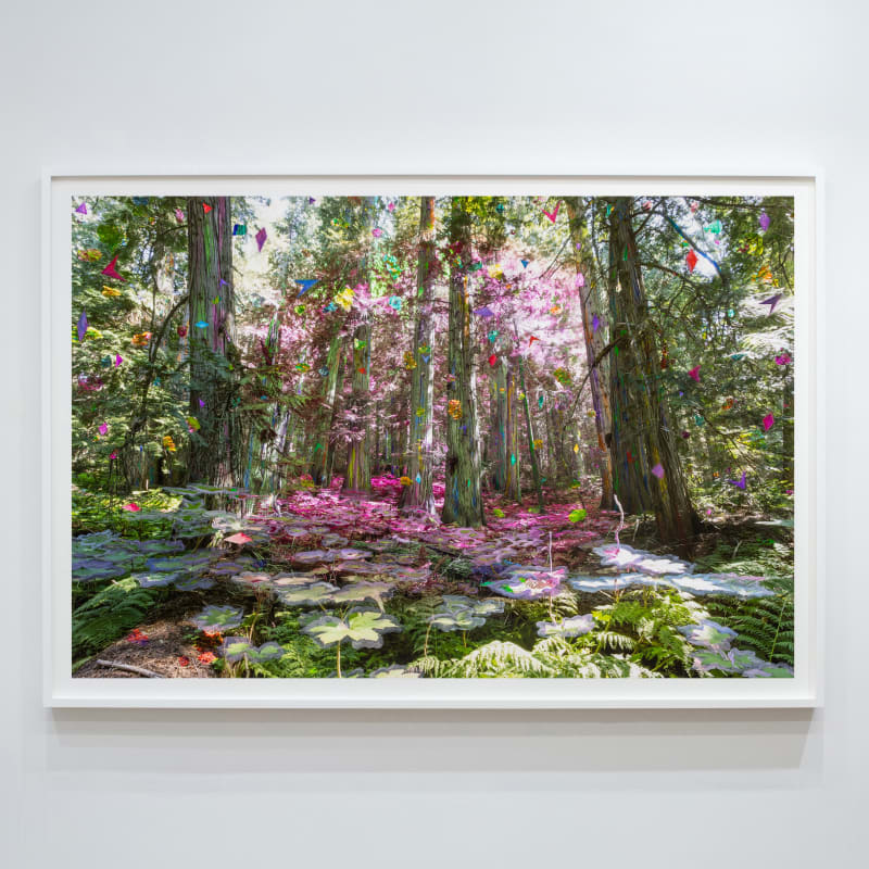 Sarah Anne Johnson (Canadian, b. 1976) Pink Secret (Cedar Forest), 2025 Pigment Print with Oil Paint 40" x 59 11/16" (101.5 x 152 cm) Framed: 44 5/8" x 64 5/8" (113.5 x 164 cm) Unique Variation 1 of 3 (SAJ.25006)