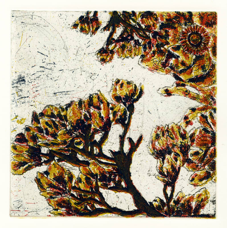 Ashlynn Wardle, Magnolias, 2025