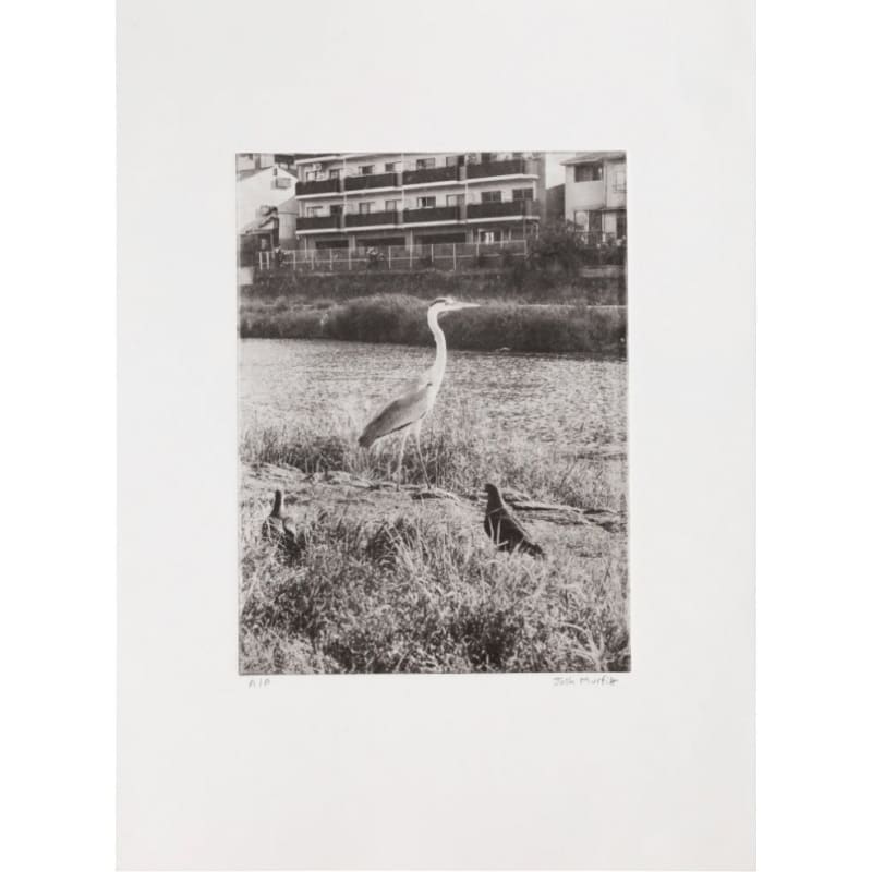 Josh Murfitt, Heron by The Kamo River, Kyoto, 2024