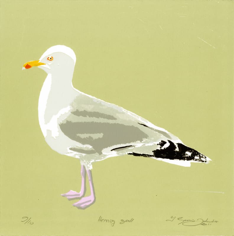Herring Gull, 2011